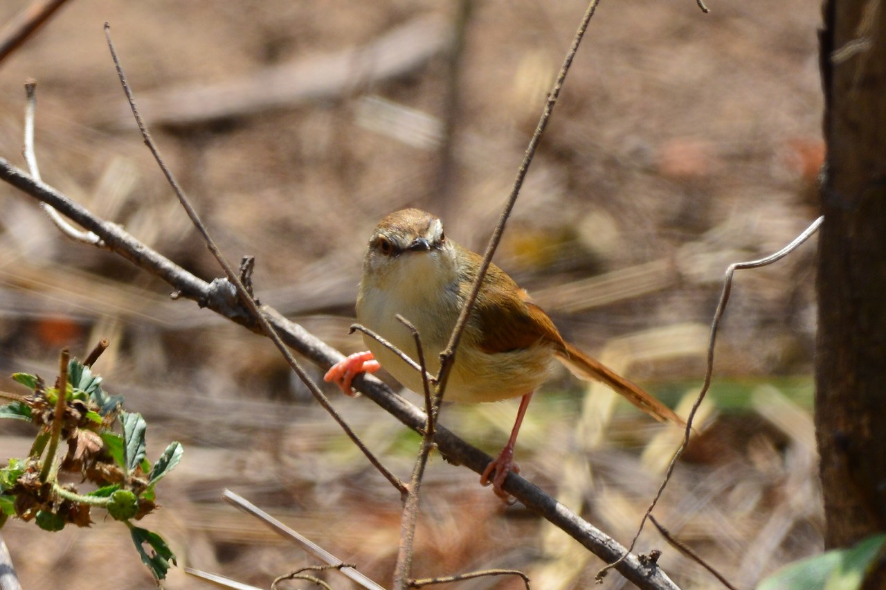Prinia subflava affinis Prinia subflava affinis